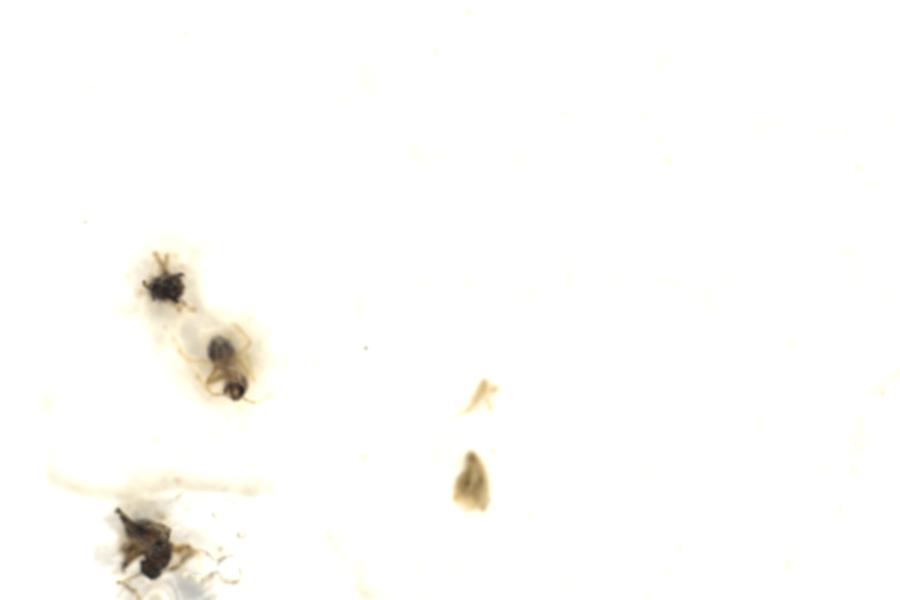 Image 100